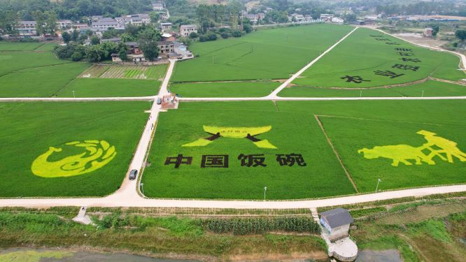 新场粮油园区水稻画-端稳中国饭碗