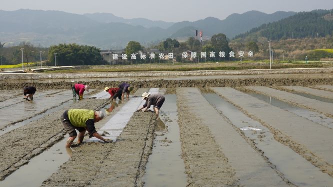 新场粮油园区进行水稻种植