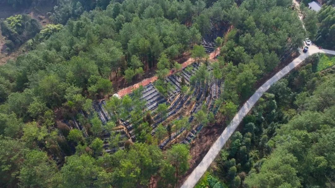 威远县（小河越溪片区）国家储备林项目