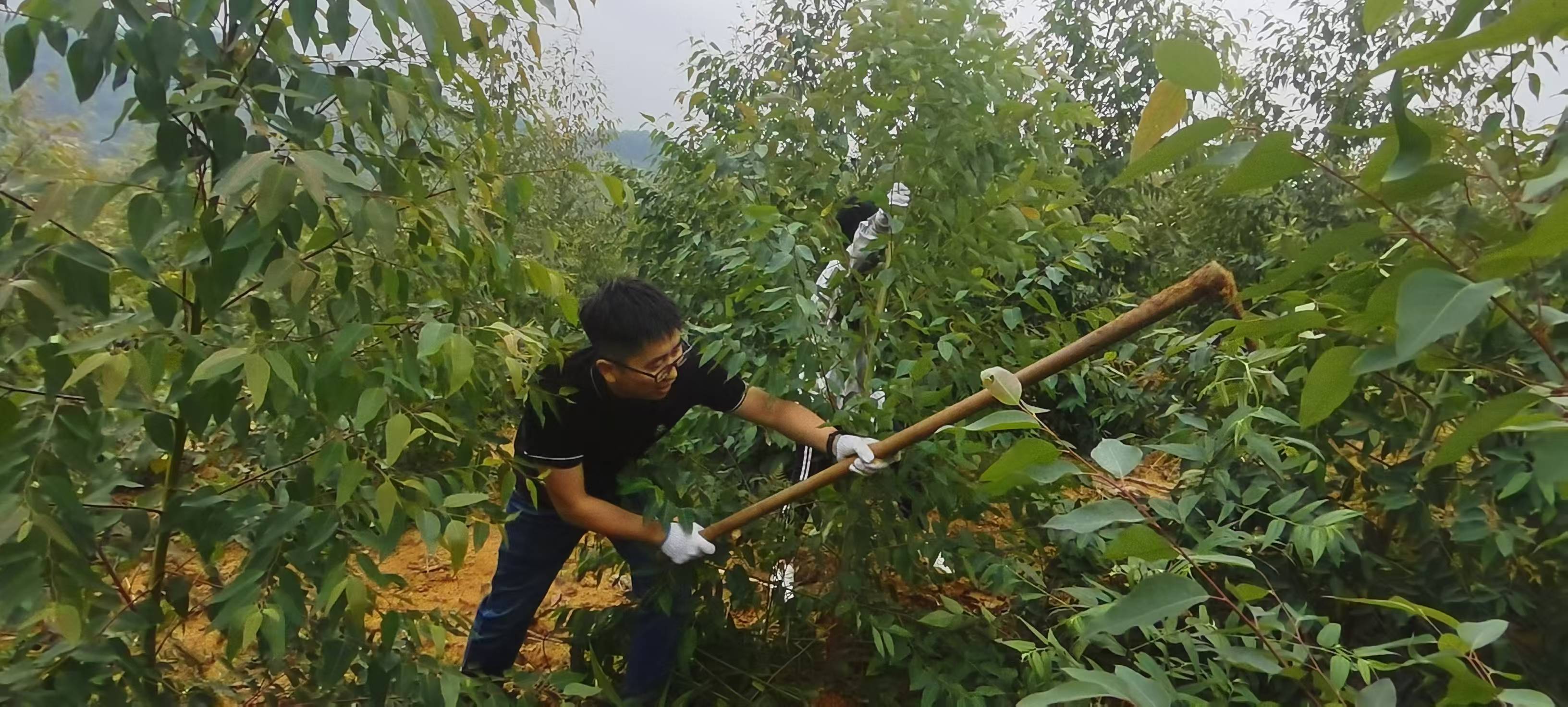 中共威远歌胜林业开发有限公司支部开展“党建引领践初心，清除杂草我先行”主题党日活动