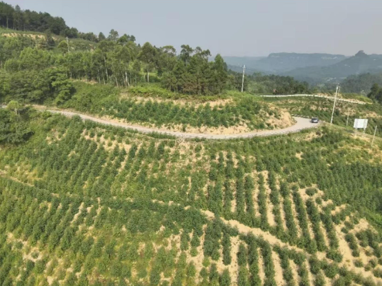  内江市威远县(小河越溪片区)国家储备林项目-营造林工程落地工作初见成效