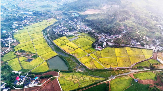 稻黄谷香，水稻开镰