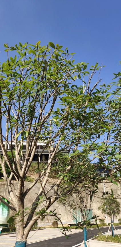 销售模式启动-界牌镇花园村苗木迎来又一销售订单