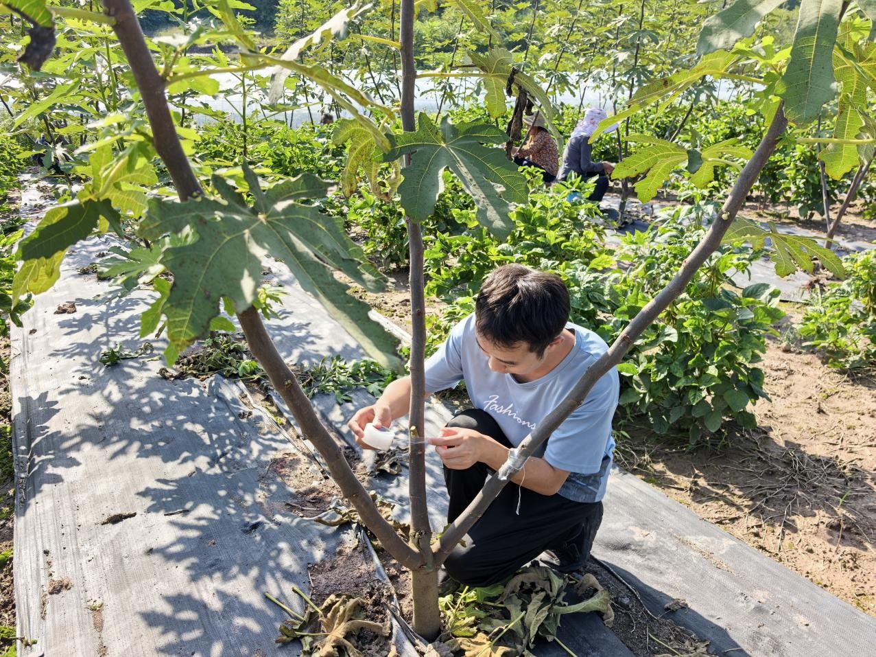 歌创公司开展无花果新品种嫁接扩繁