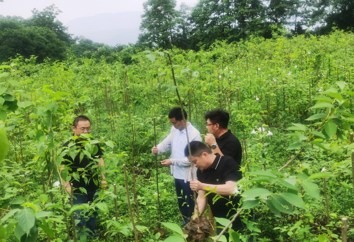 兴文“淘宝”，苗圃甄选“潜力股”