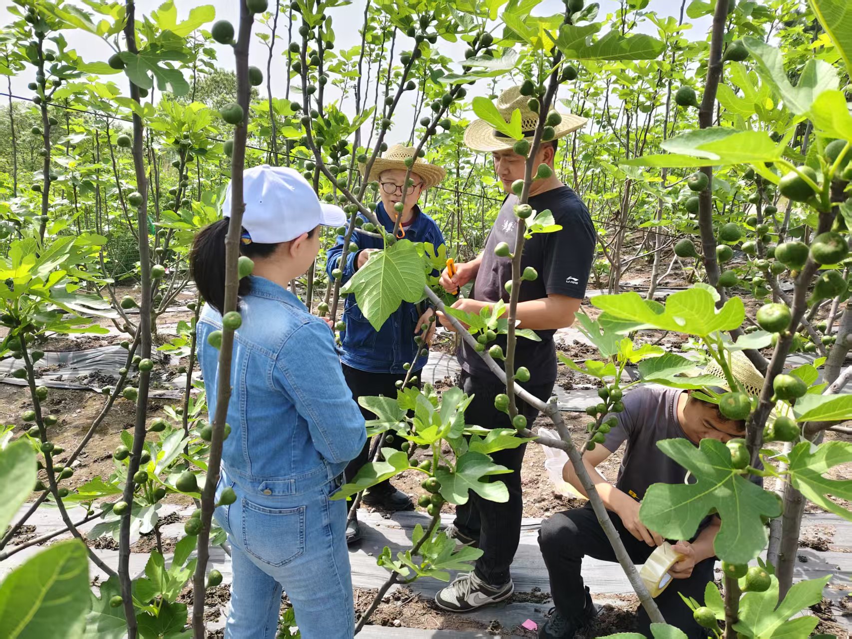 威远无花果小蜂引进驯化迈出关键一步