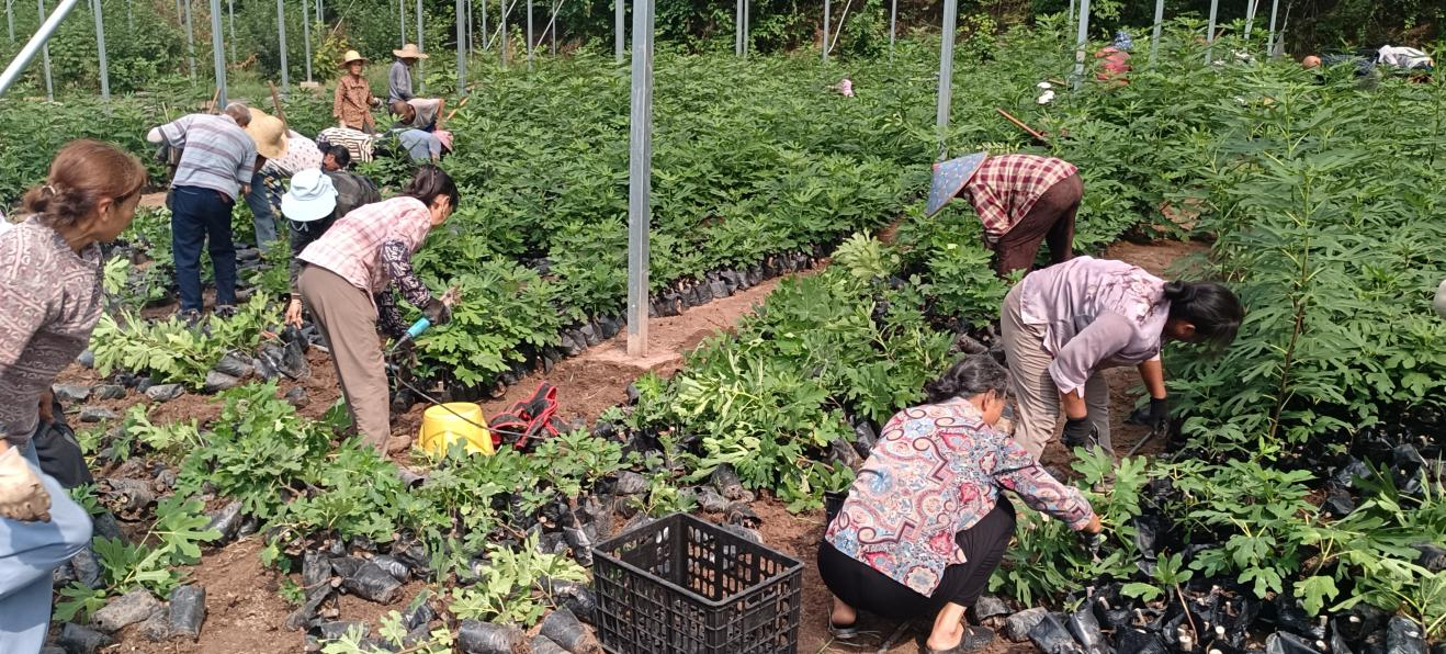 一万株优质无花果苗木发往海南